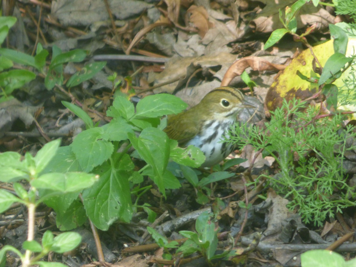 Ovenbird - ML207024501