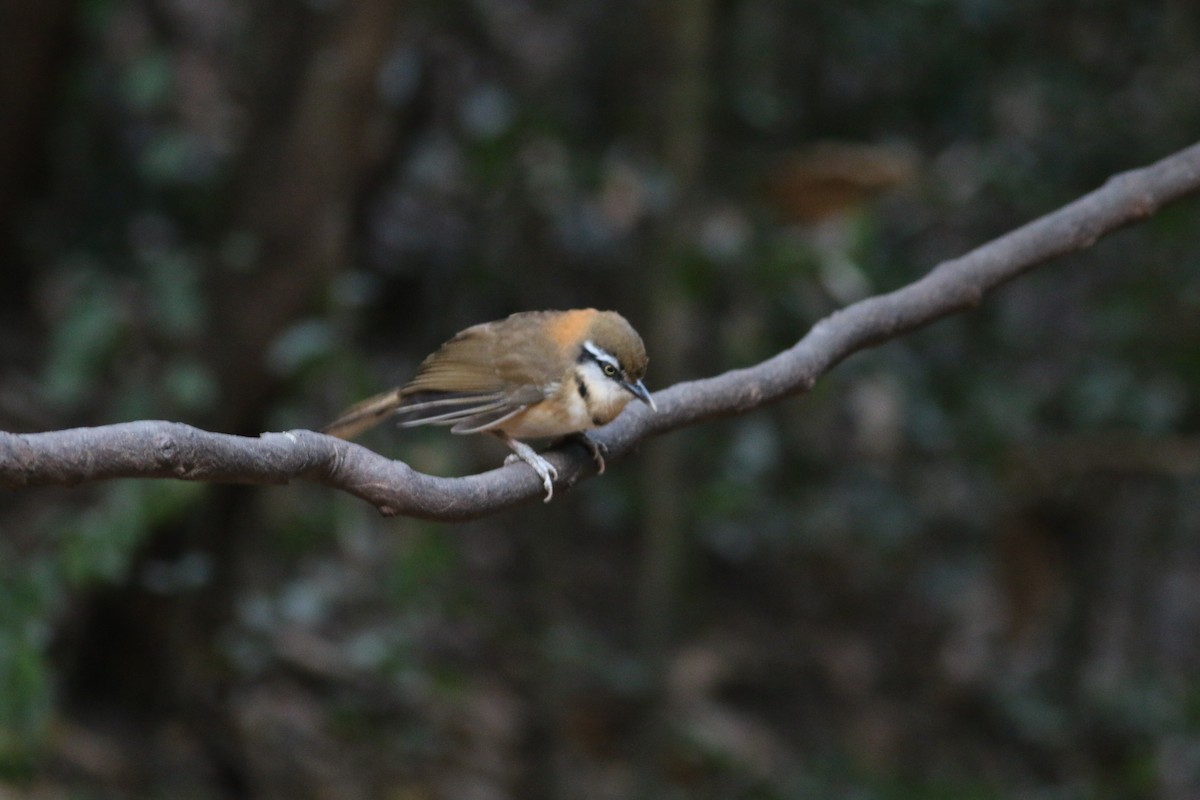 Lesser Necklaced Laughingthrush - ML207024611