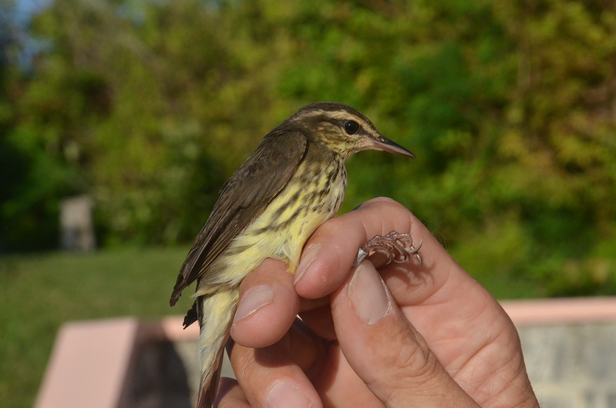 vannparula - ML20702471