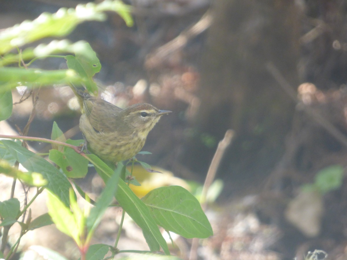 Palm Warbler - Leeya Correll