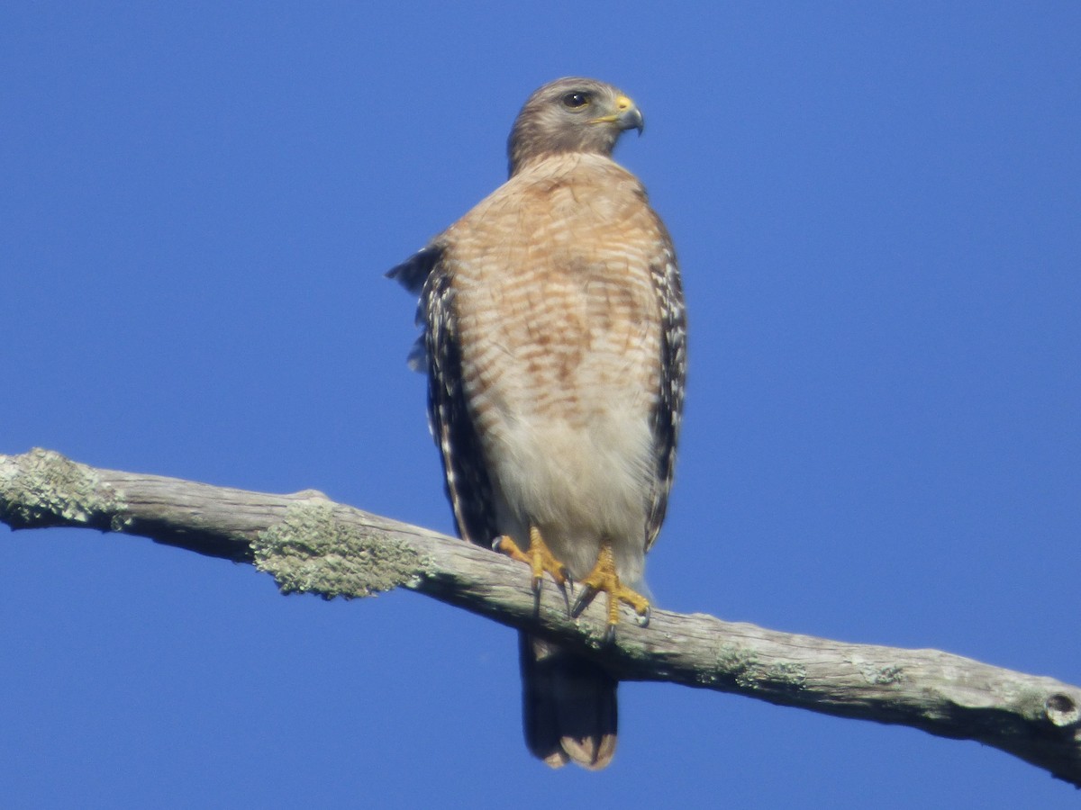 Red-shouldered Hawk - Leeya Correll