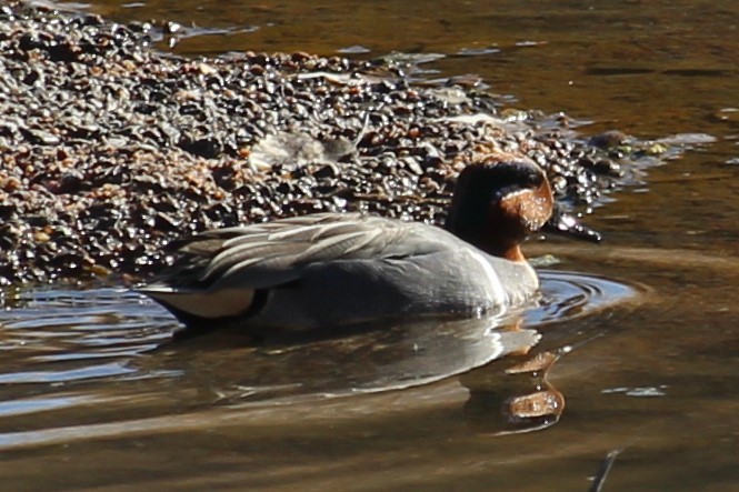 Green-winged Teal - ML207027011