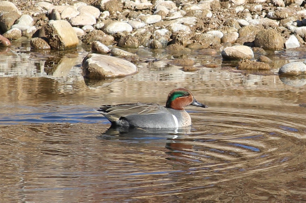Green-winged Teal - ML207027021