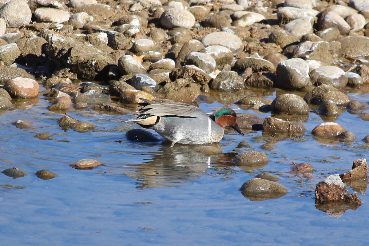Green-winged Teal - ML207027041