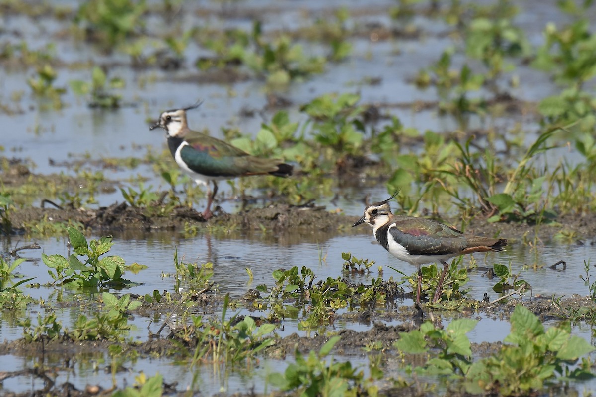 Northern Lapwing - Anonymous