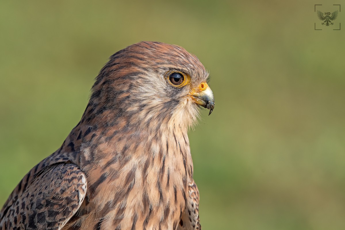 Lesser Kestrel - ML207030791