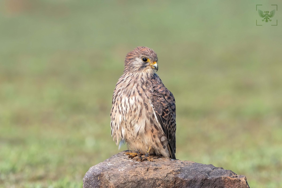 Lesser Kestrel - ML207031211