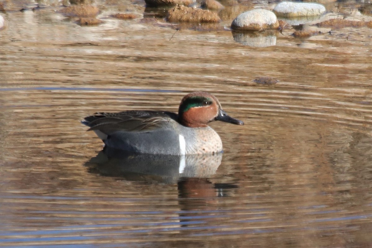 Green-winged Teal - ML207031991