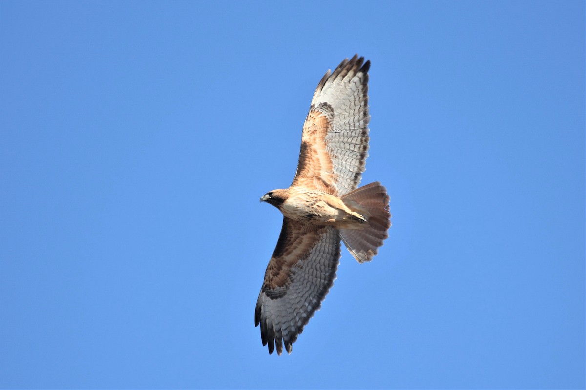 Red-tailed Hawk - ML207032131