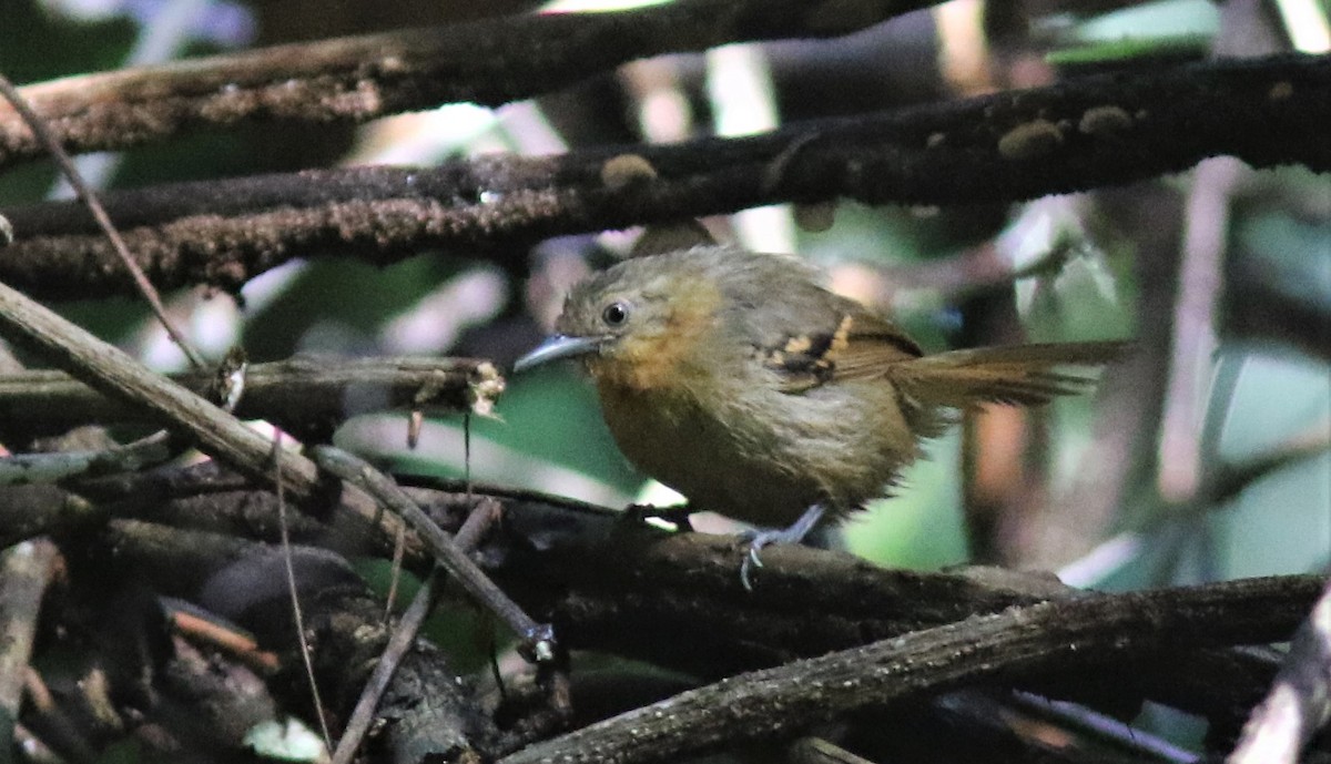 White-eyed Stipplethroat - Jim Tietz