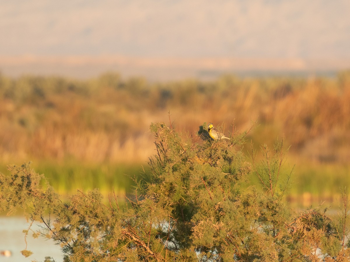 Western Meadowlark - Bruce Aird