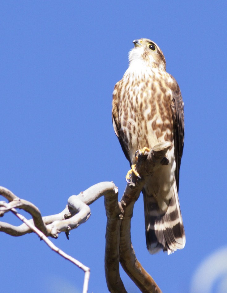 Merlin (columbarius) - ML20703551