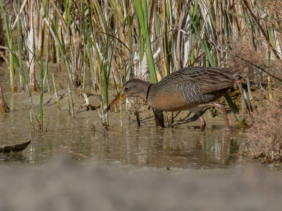 Ridgway's Rail - ML207036361