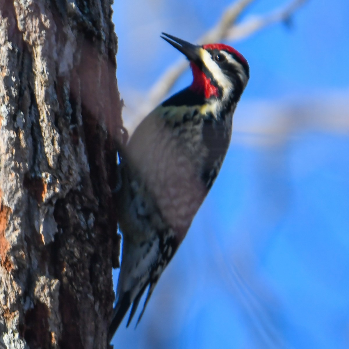 Yellow-bellied Sapsucker - ML207038541