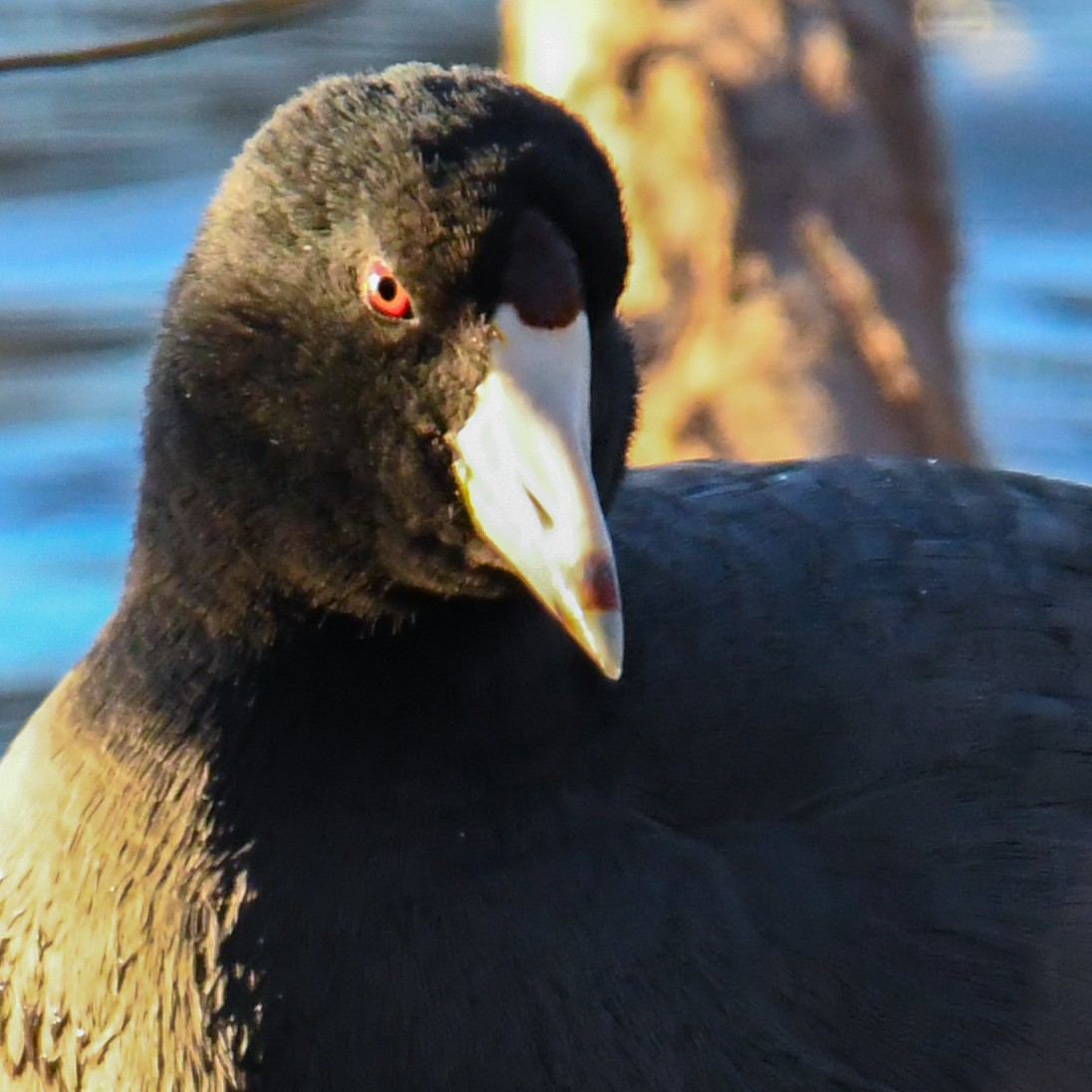 American Coot - Rick Spencer