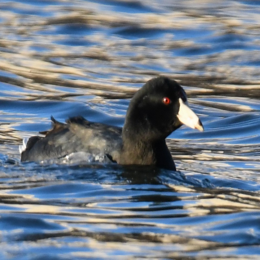 American Coot - Rick Spencer