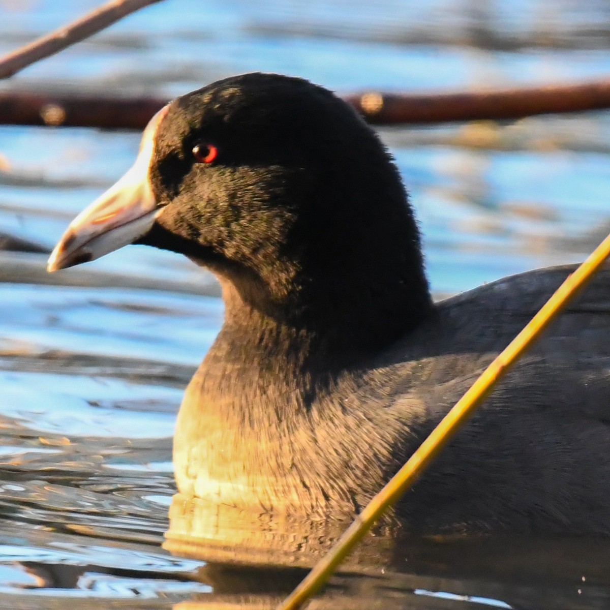 American Coot - Rick Spencer