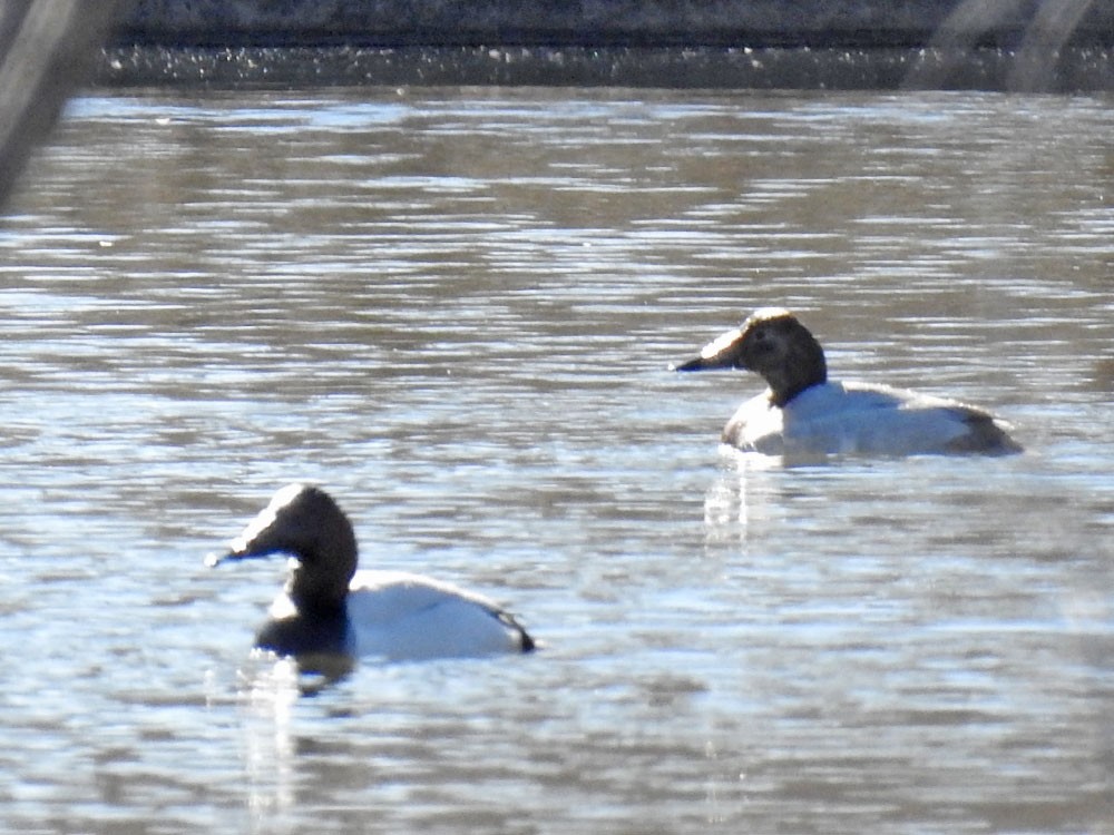 Canvasback - David Bygott