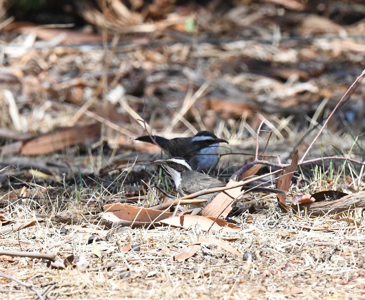 White-browed Babbler - ML207040191