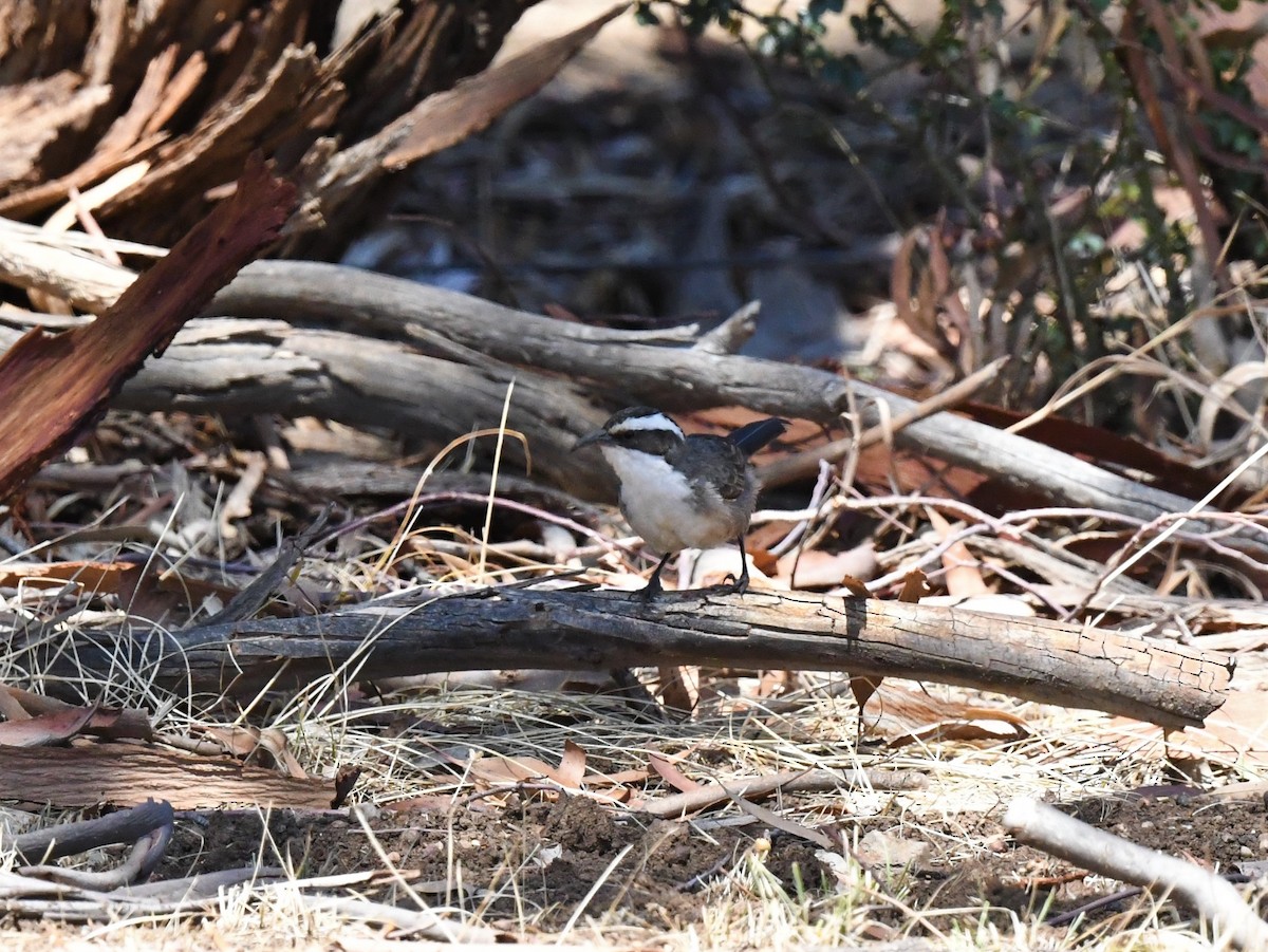 White-browed Babbler - Robert Anderson