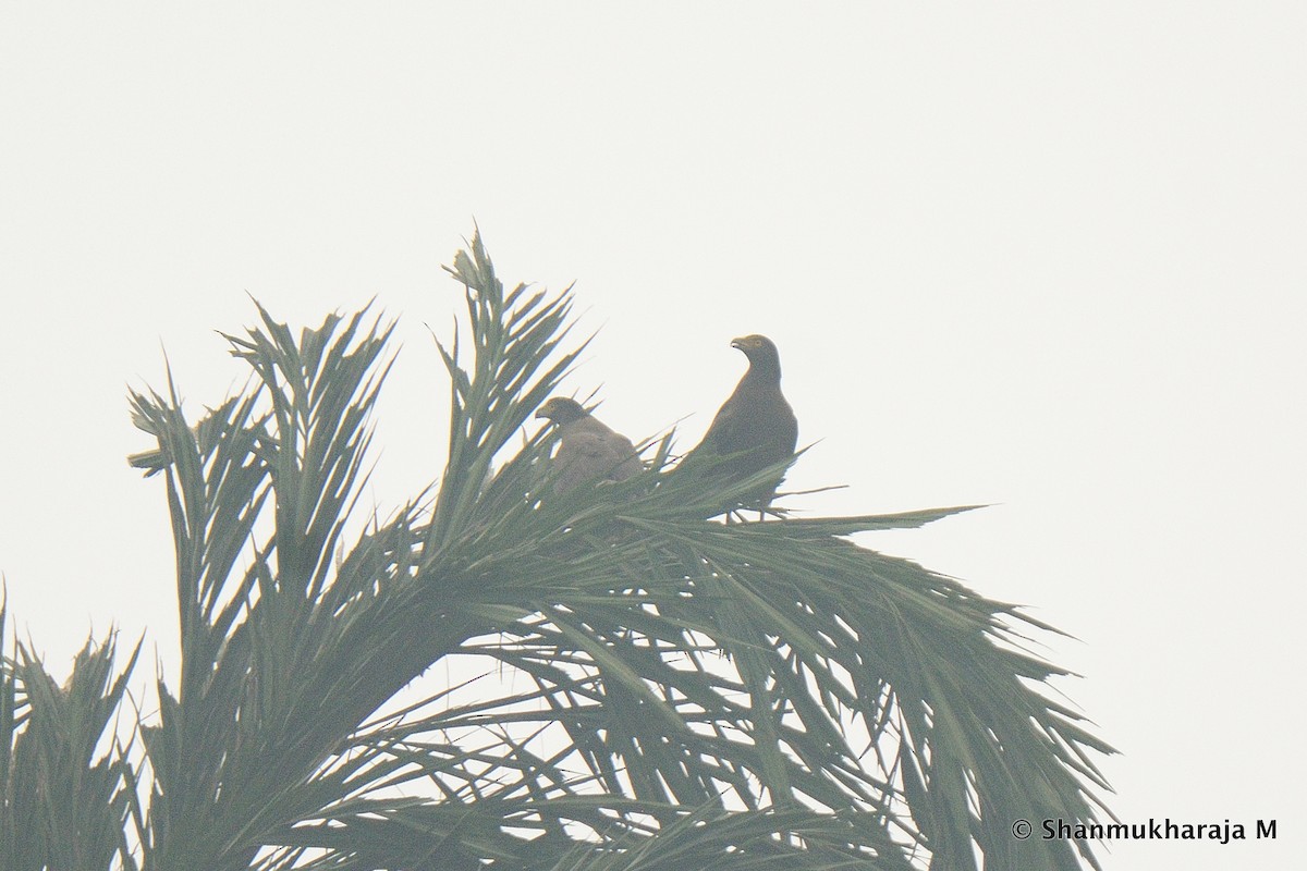 Crested Serpent-Eagle - ML207041431