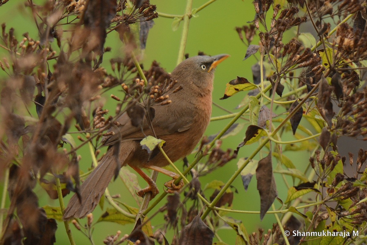 Rufous Babbler - ML207041441