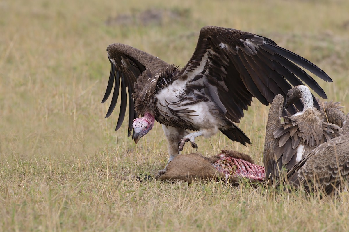 Lappet-faced Vulture - ML207042391