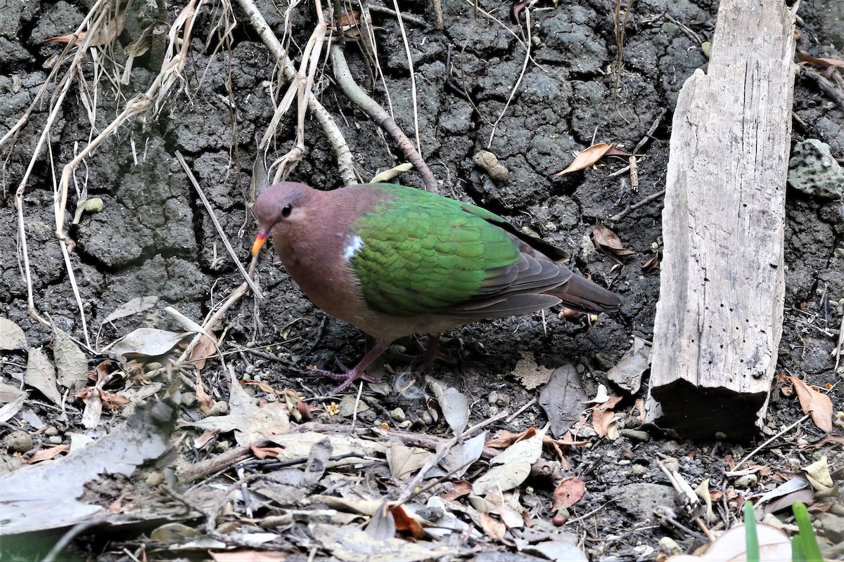 Pacific Emerald Dove - ML207042521