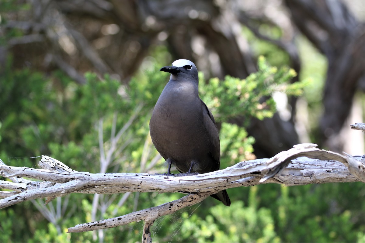 Brown Noddy - ML207042571