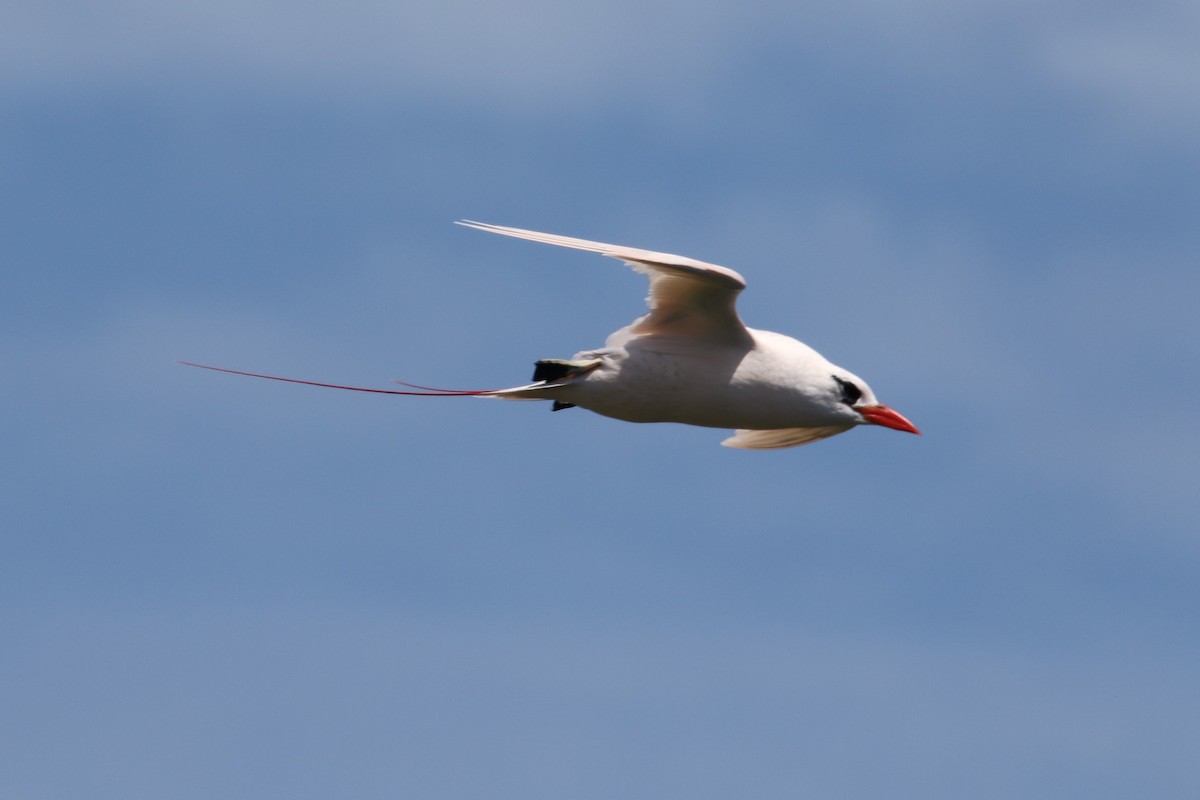 Red-tailed Tropicbird - Peter Johnson