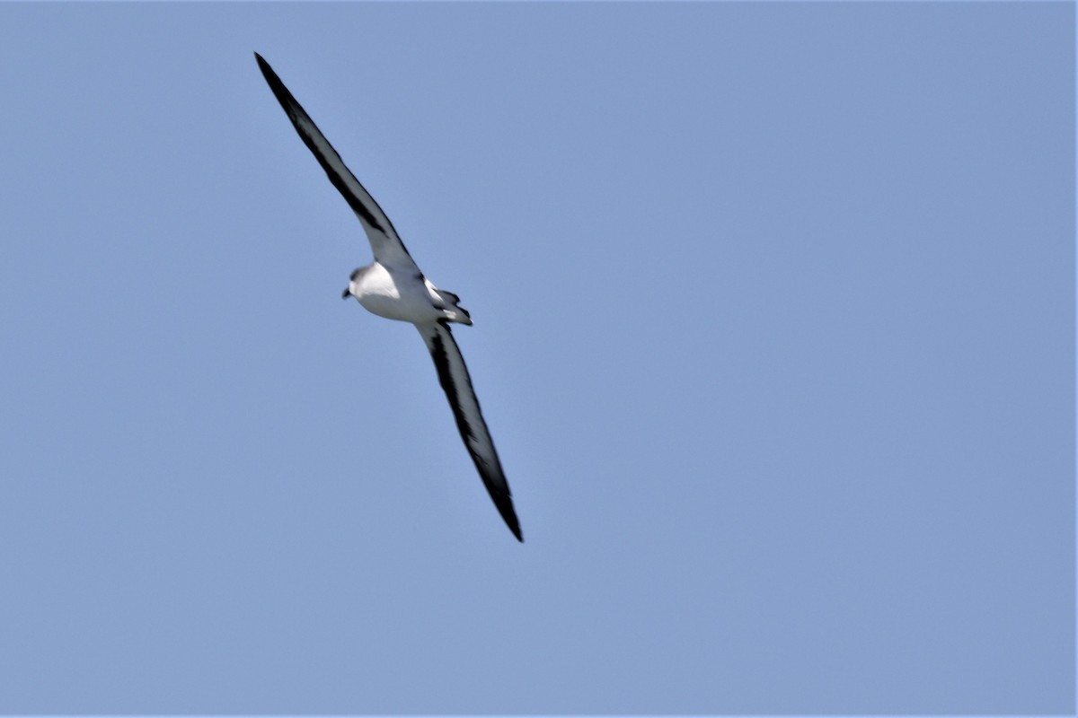 Black-winged Petrel - ML207042731