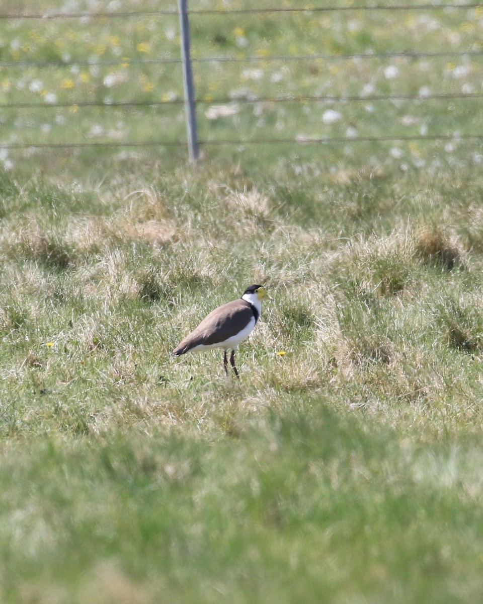 ズグロトサカゲリ - ML207043361