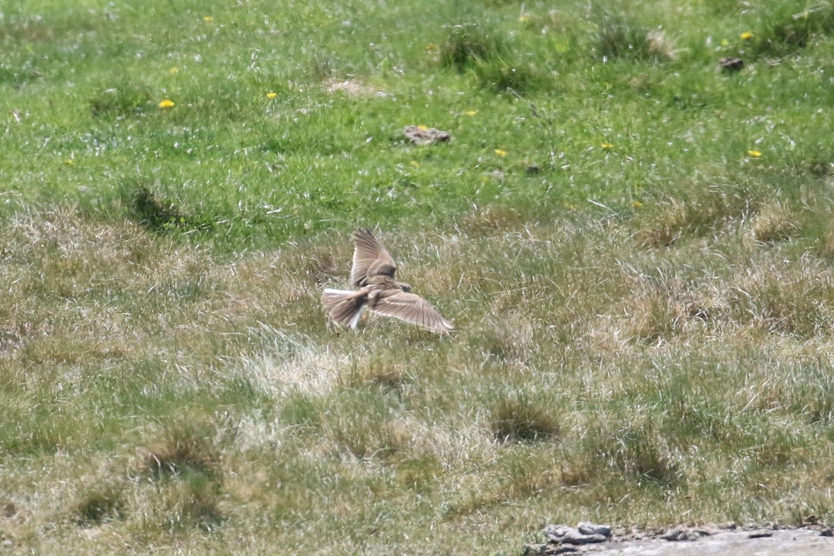 ヒバリ - ML207043391