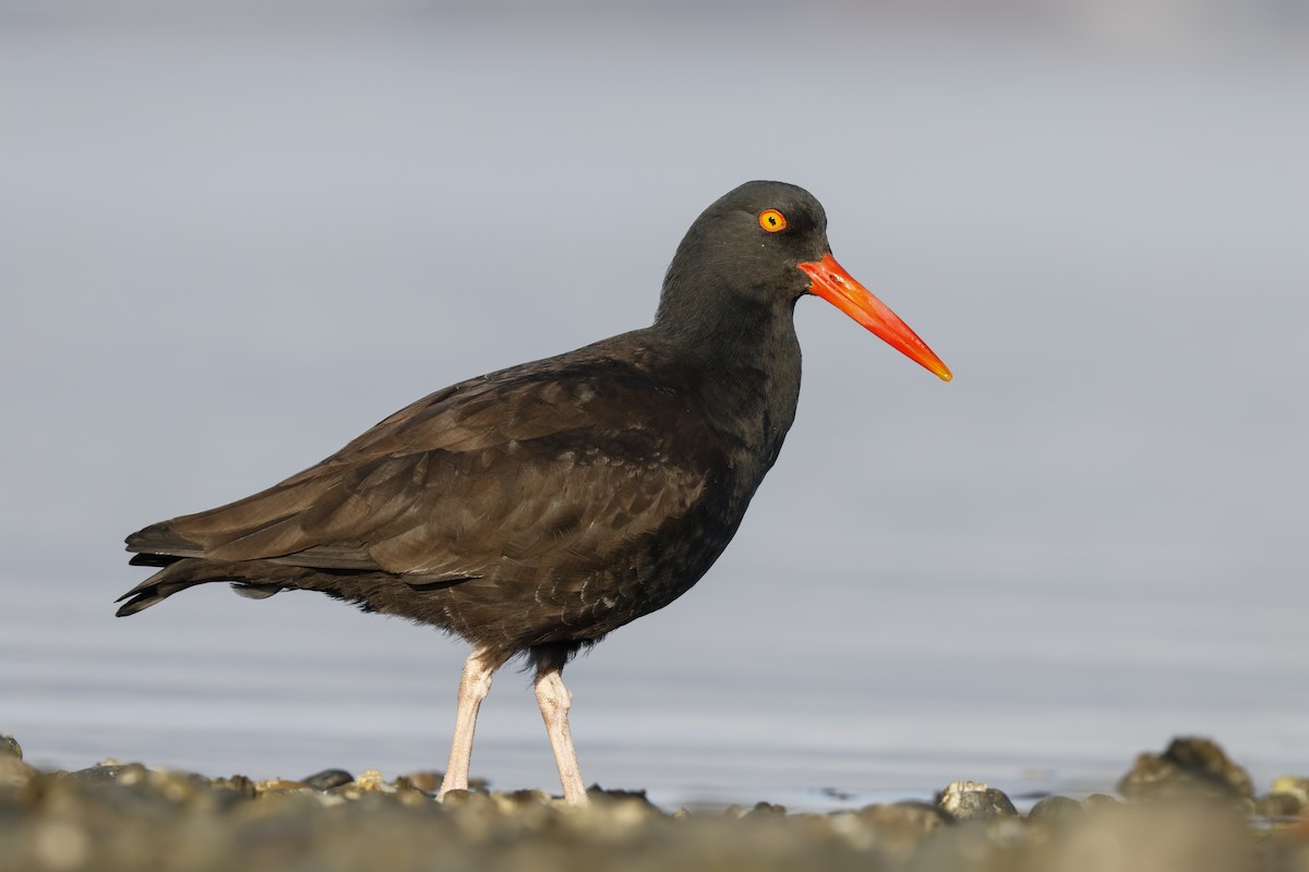 Black Oystercatcher - Sharif Uddin