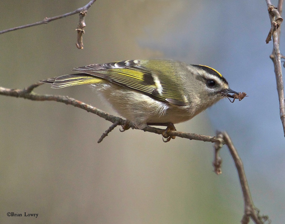 Golden-crowned Kinglet - Brian Lowry