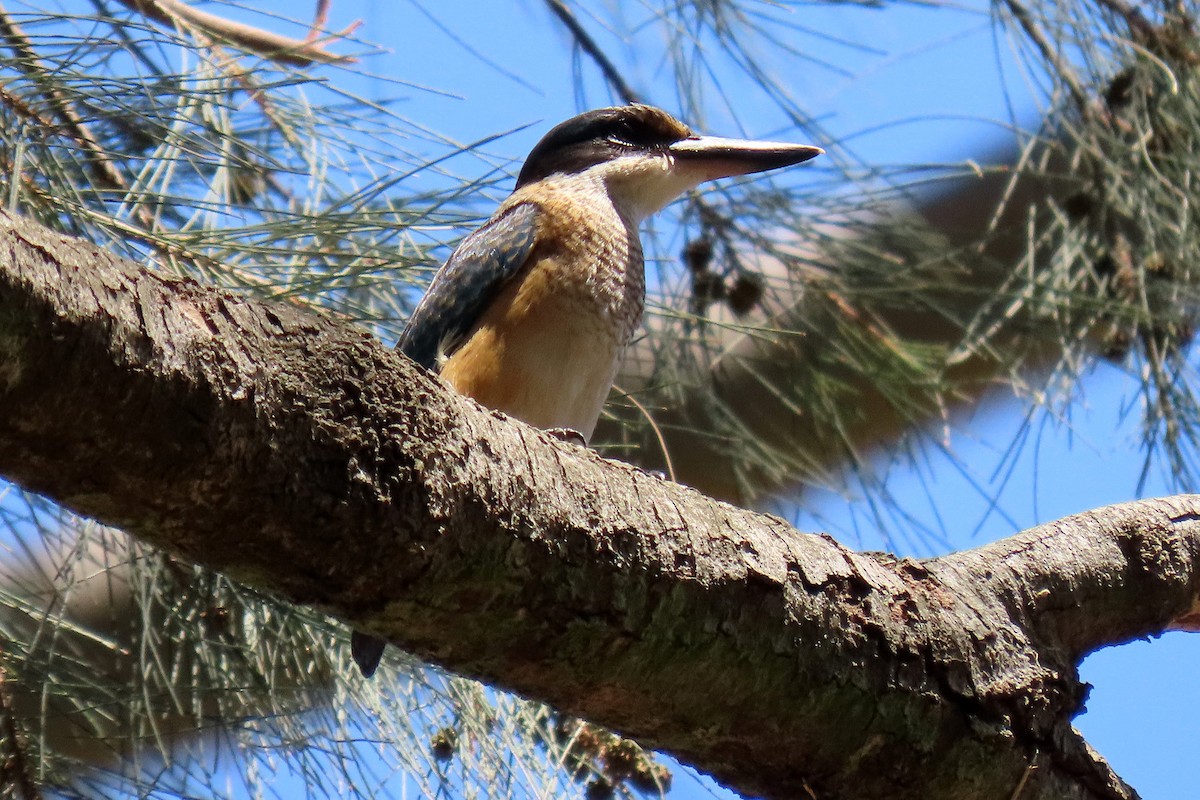 Sacred Kingfisher - ML207045741