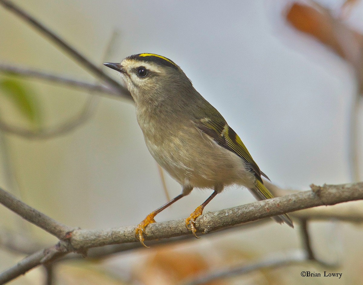 Golden-crowned Kinglet - Brian Lowry