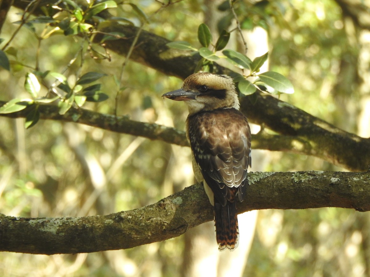 Laughing Kookaburra - ML207046401