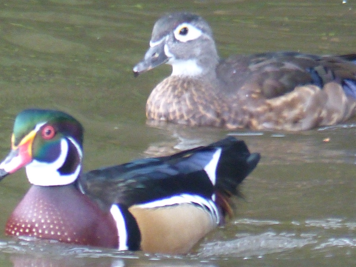 Wood Duck - ML20704661