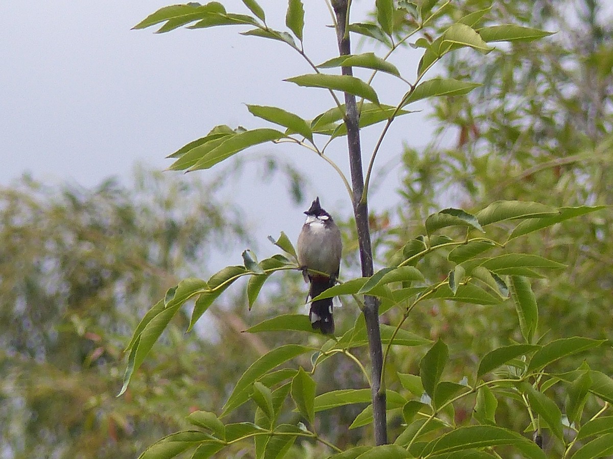 Red-whiskered Bulbul - ML20704701