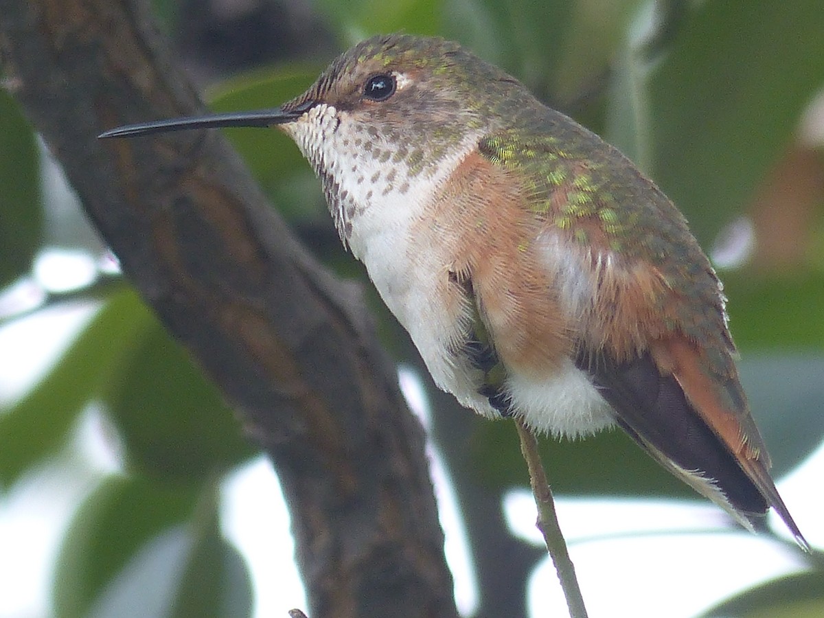 Allen's Hummingbird - C Star