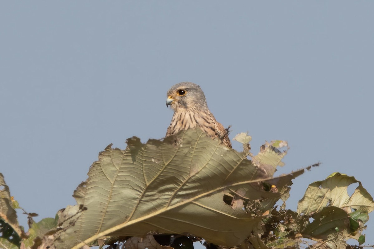 Eurasian Kestrel - ML207049581