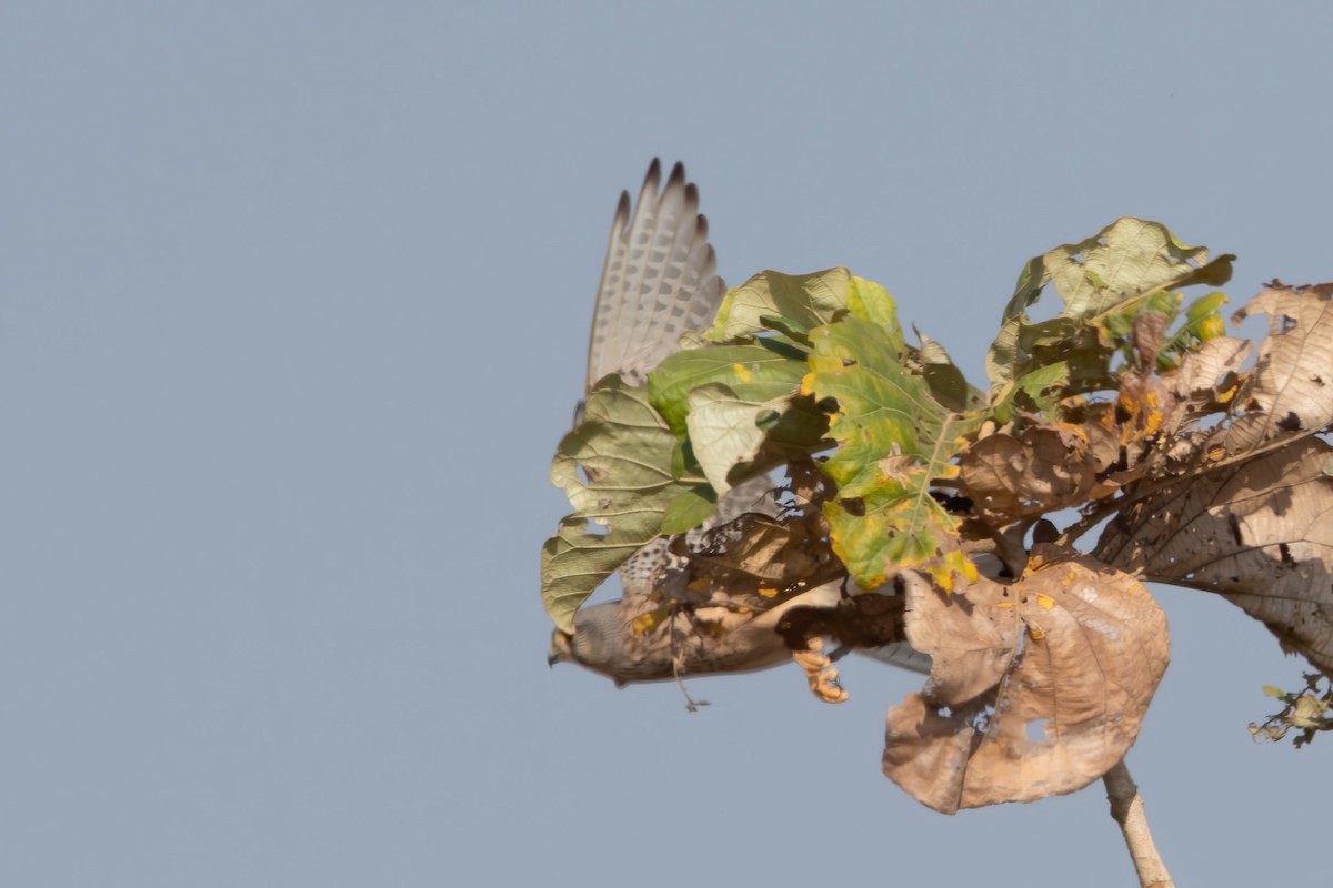 Eurasian Kestrel - ML207049591