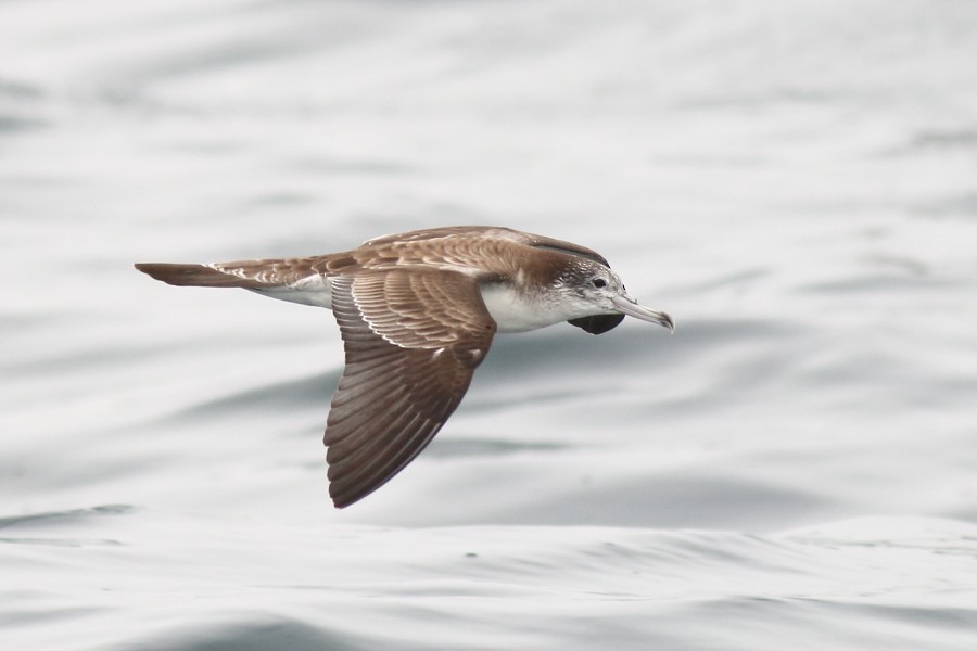 Streaked Shearwater - Paul Lynch