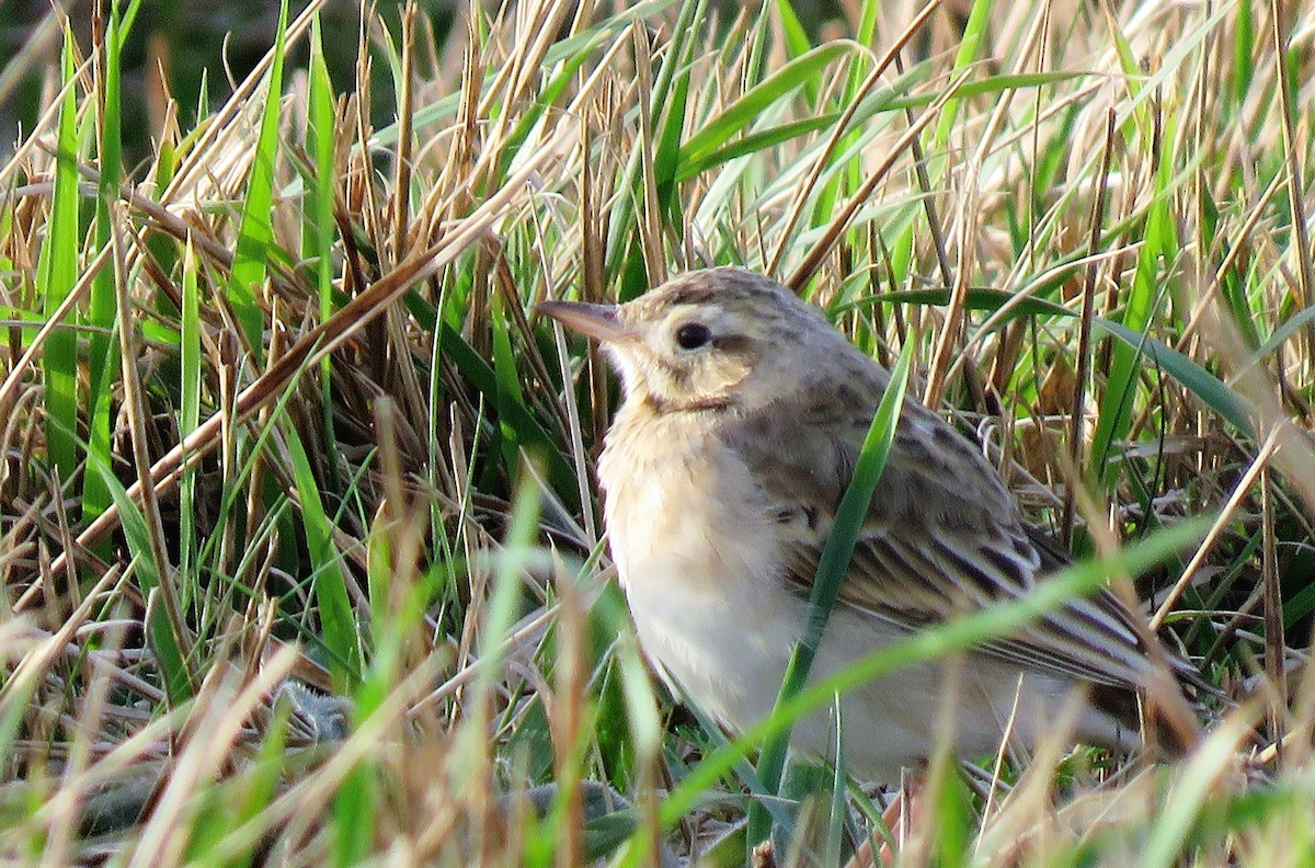 Richard's Pipit - Carmelo de Dios