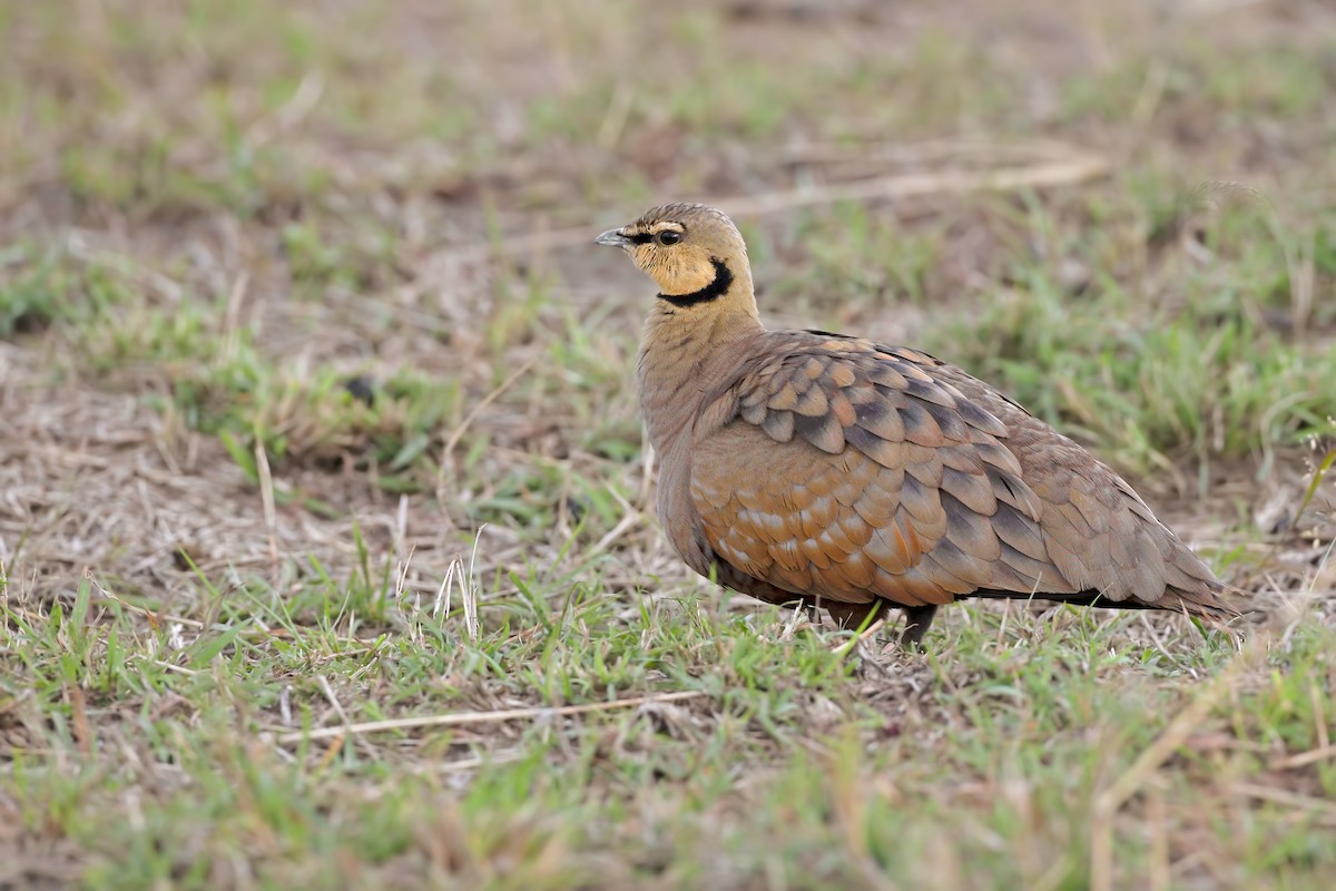 Yellow-throated Sandgrouse - ML207050831