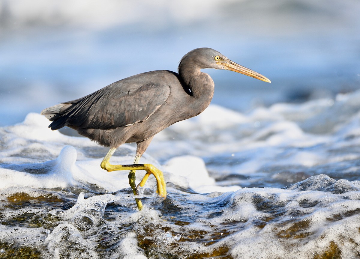 Pacific Reef-Heron - ML207051491