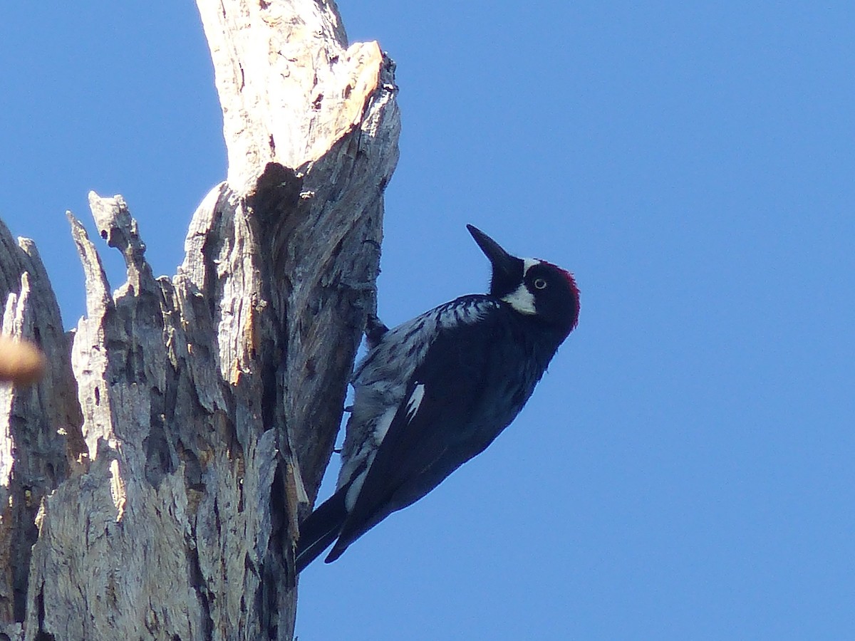 Acorn Woodpecker - C Star