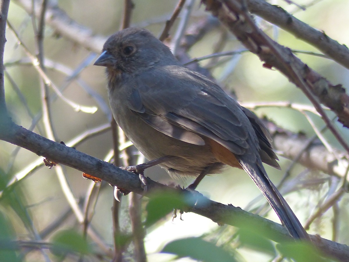 California Towhee - C Star