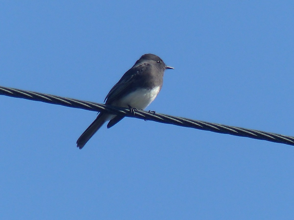 Black Phoebe - ML20705271